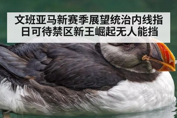 文班亚马新赛季展望统治内线指日可待禁区新王崛起无人能挡